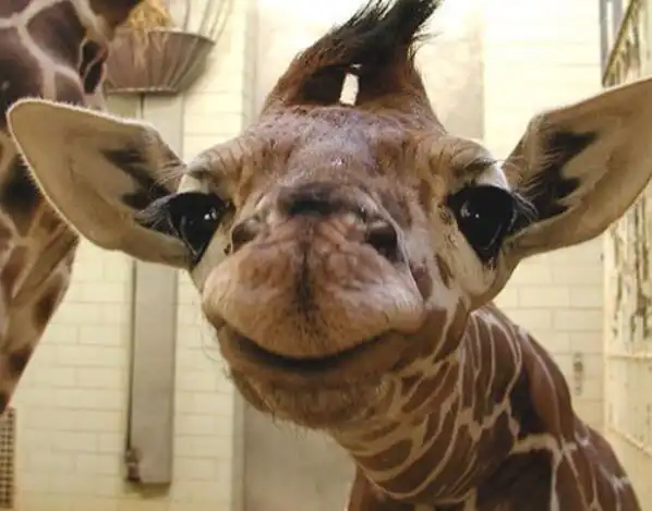 动物界的8种笑容,猎豹的"姚明式笑"瞬间就吸引了我的眼球