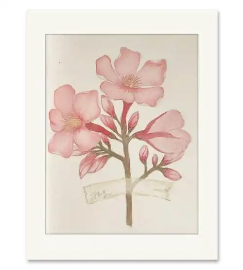 水彩手绘:粉红色的单瓣夹竹桃