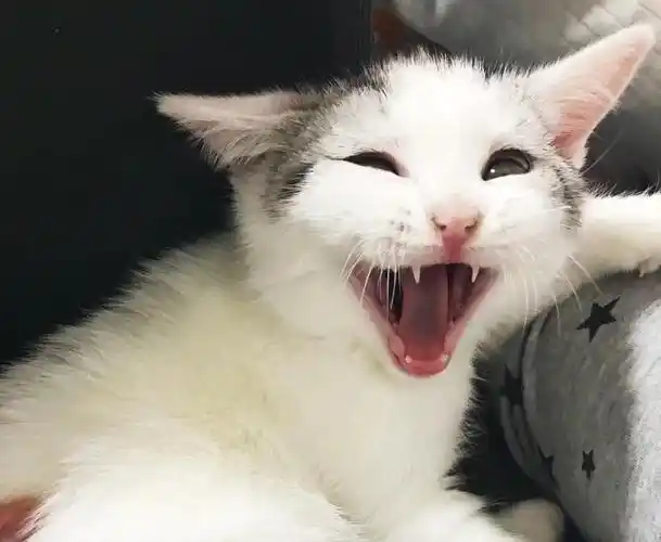 猫咪"应激反应"有这些表现)