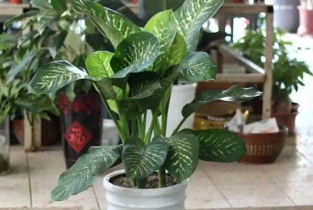 四季常青的万年青,才知道它是有毒的!