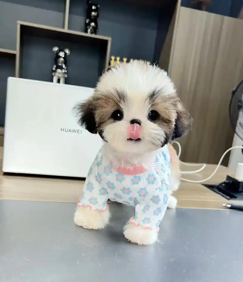 西施幼犬蹲家长!289990.甜美的西施幼犬 两个月大 - 抖音