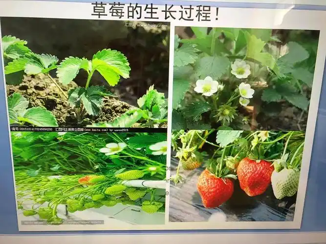 了解草莓的生长过程.