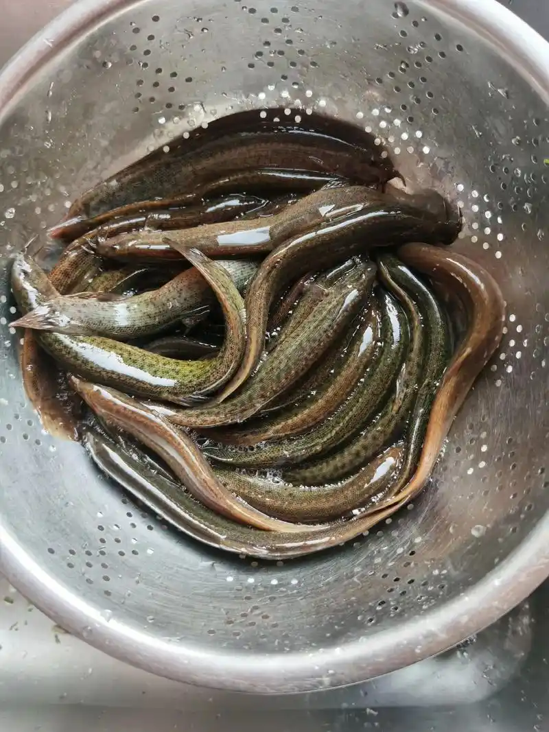 上热门话题榜97家乡特产 #红烧泥鳅家常做法 夜宵搞点90 - 抖音