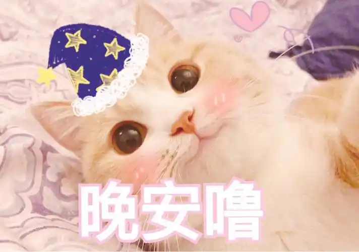 敲可爱的猫猫表情包精致女孩必备晚安噜
