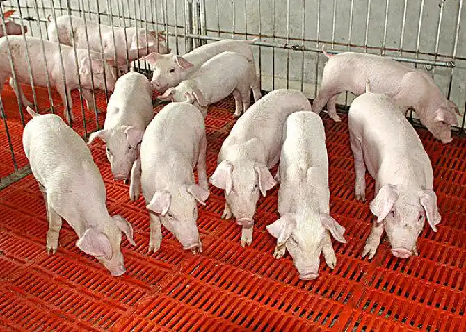 有关猪生的思考