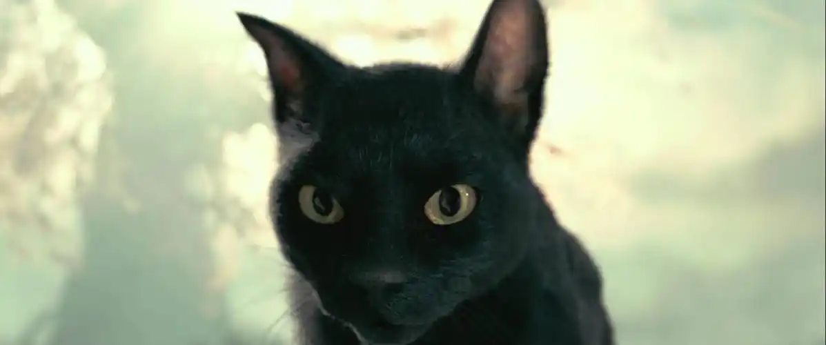 《妖猫传》的隐藏剧情和彩蛋:为什么不叫猫妖?"放肆"贵妇是谁