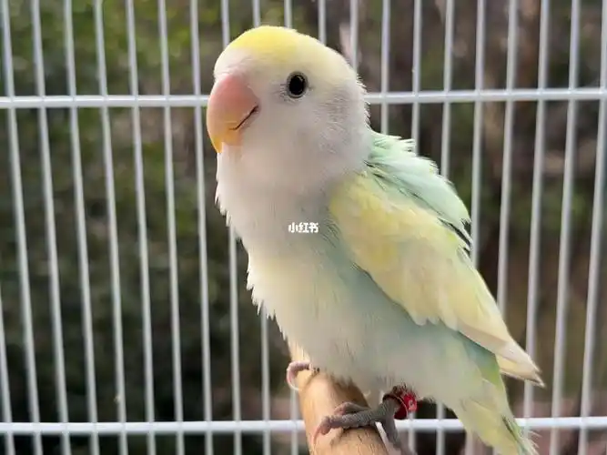 绿闪派小牡丹鹦鹉