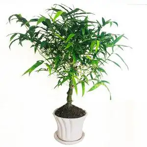 罗汉竹佛肚竹盆栽小型矮化室内佛竹类盆景植物大庭院室外竹苗金丝