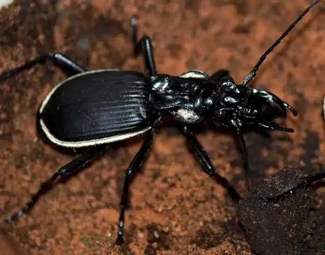 two-spotted ground beetle