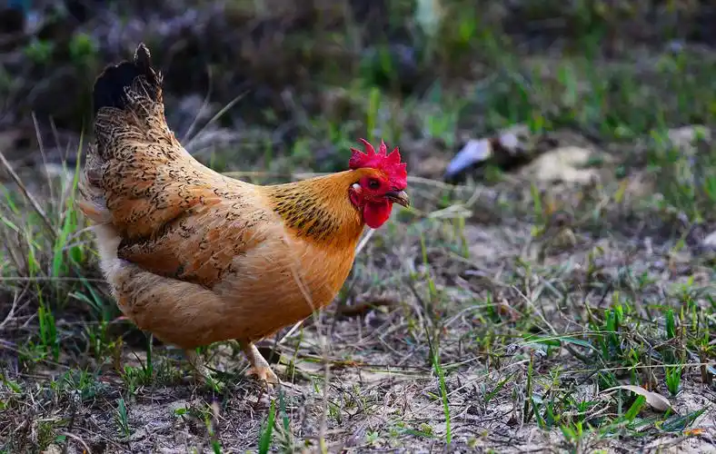 放养母鸡林间天热放养母鸡母鸡素材