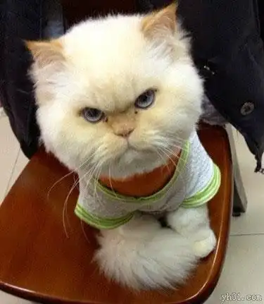 生气瞪人的大头白猫