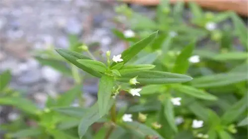 蛇草的药用功能有哪些
