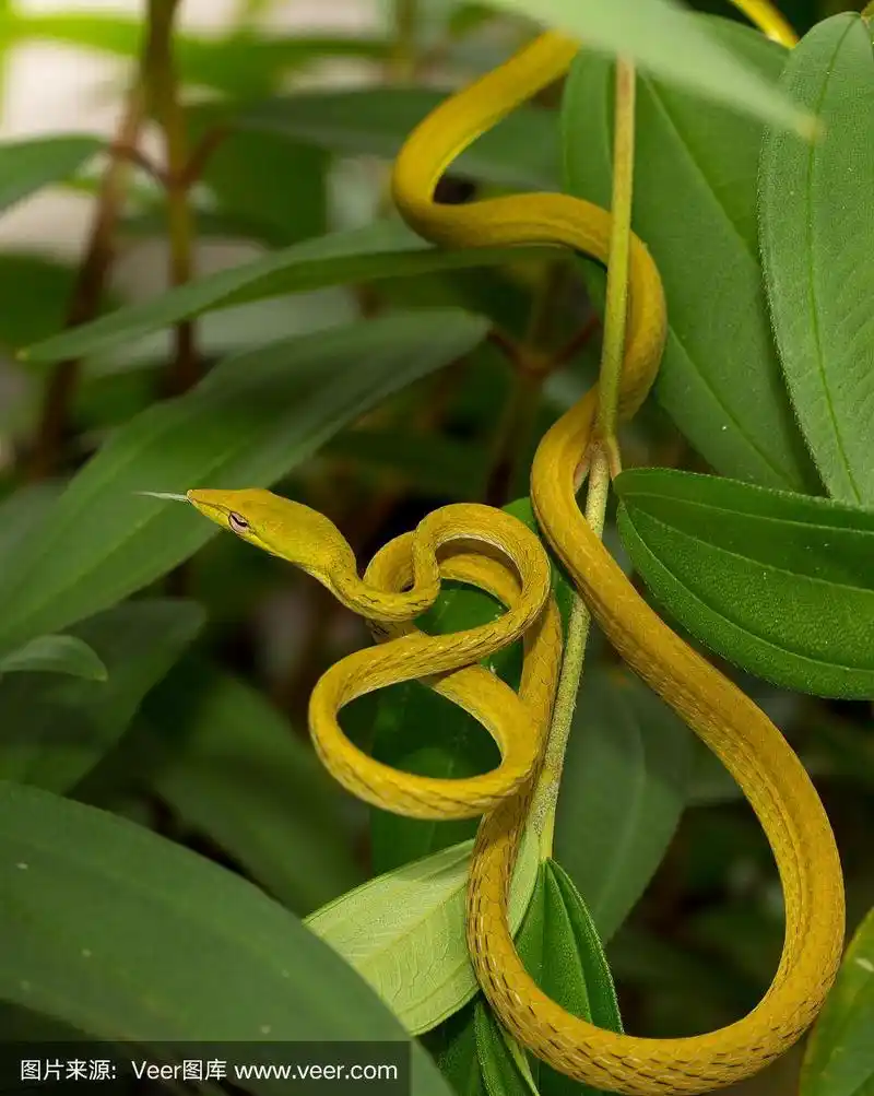 黄色ahaetulla蛇.
