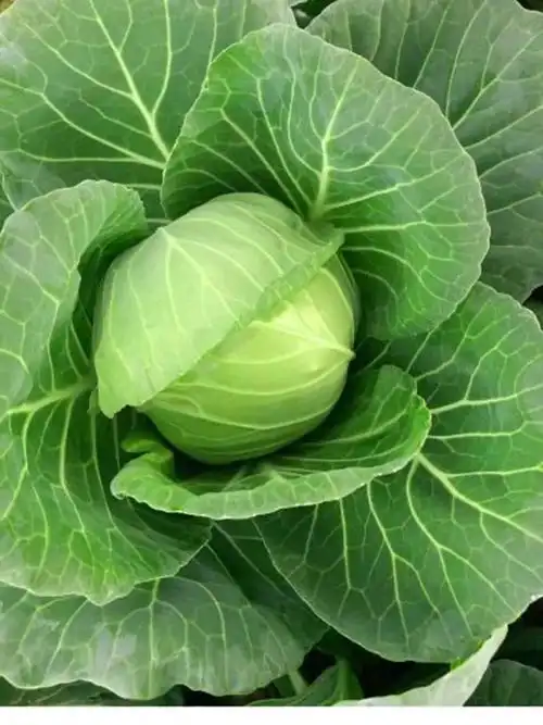 【品种推荐】口感型甘蓝—绿绮罗