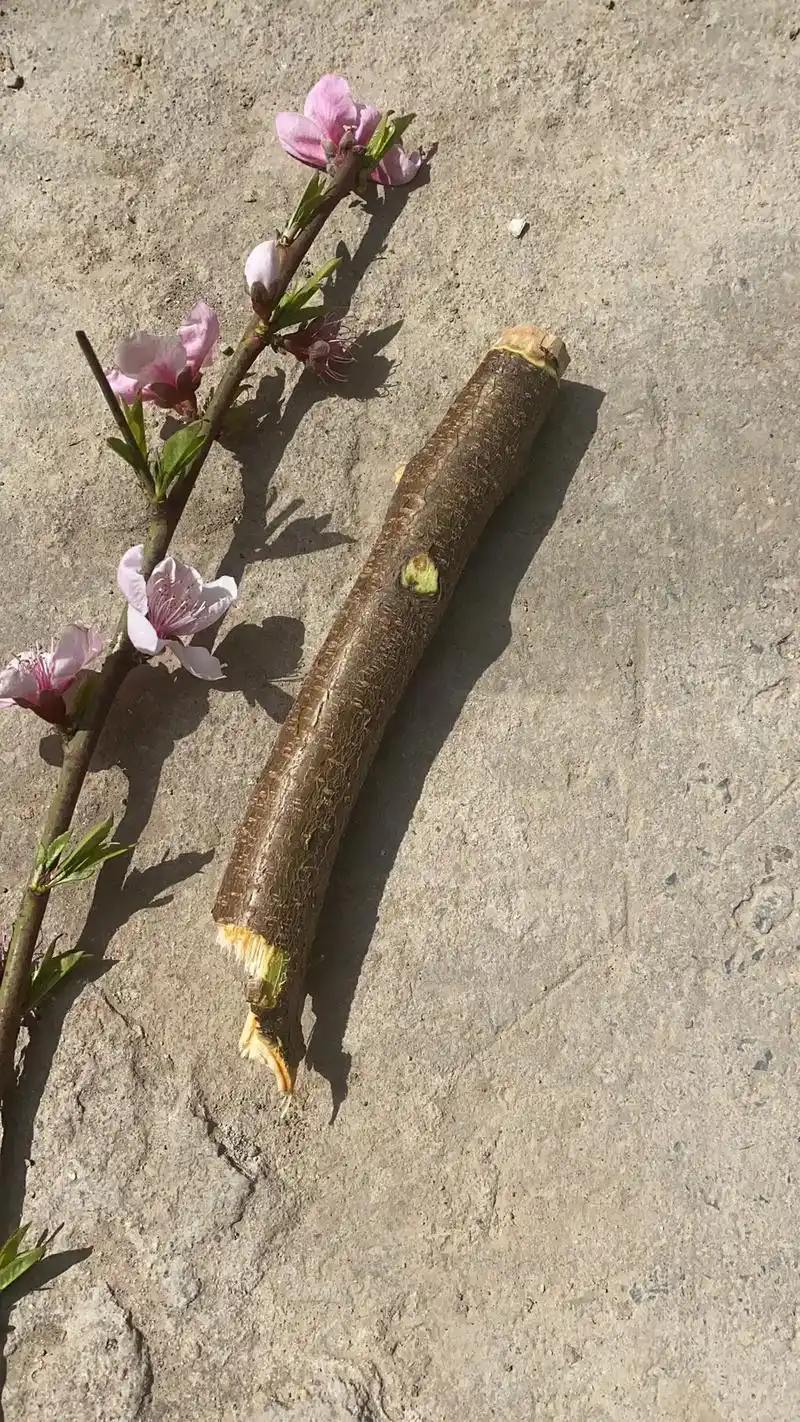 纯手工桃树枝簪子 #桃木 #纯手工打造 #手工diy - 抖音