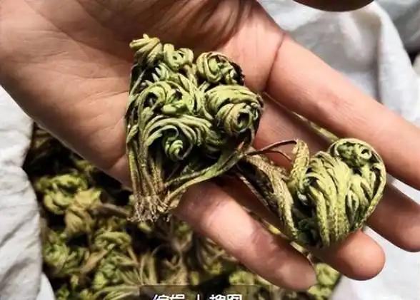 除此之外,九死还魂草还具有很高的药用价值,关于它的性味与功效,在