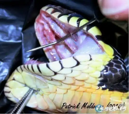 蛇牙图片细细无毒蛇牙和恐怖毒蛇牙齿图片大全