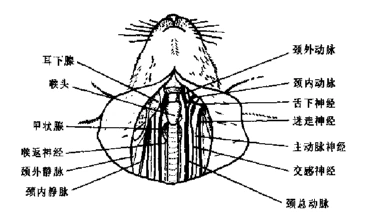 【实验报告】家兔动脉血压的神经体液调节 影响尿生成的因素