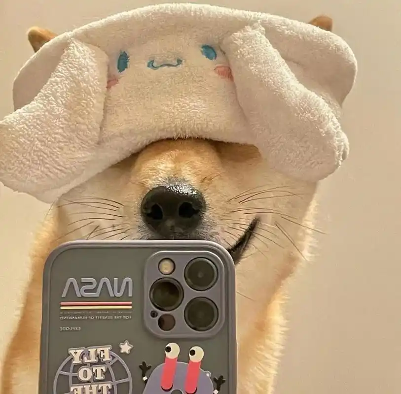 狗狗的自拍到底有多可爱,小柴笑起来相当的治愈,柴犬表情包,柴犬头像