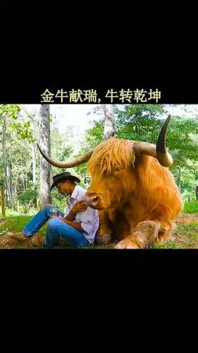 牛王擎天柱#祝大家牛气冲天,牛逼轰轰!-全民小视频