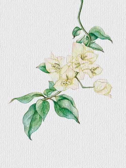 三角梅金色光辉附线稿