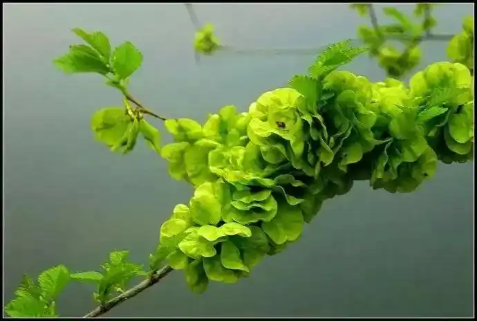 图片[1]-榆钱儿是"中药"其功效和禁忌介绍,(榆钱子的功效和作用)-瑷珂