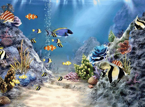 895dj说音乐晨飞扬见面会之合肥海洋馆奇妙夜最后几个名额抓紧时间