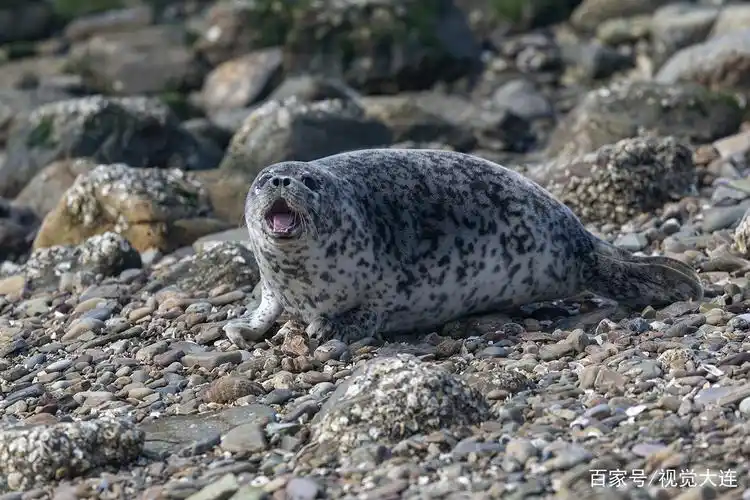 要像爱护眼睛一样爱护斑海豹!