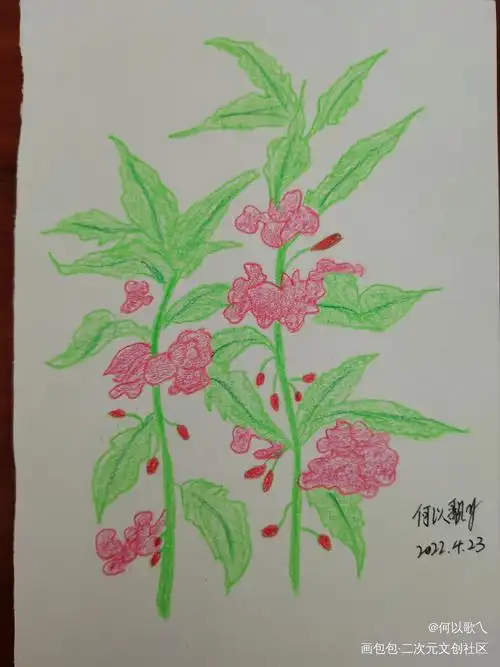 【day 16】凤仙花_铅笔摸鱼页手绘绘画作品
