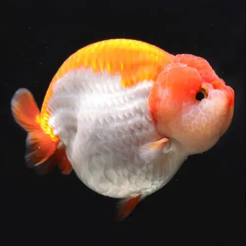 兰寿金鱼活体精品观赏鱼冷水淡水水族宠物招财鱼