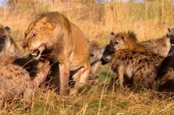 喜欢掏肛的鬣狗天敌是什么