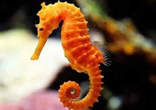 海马这个动物的头有点像马,生活在海里,所以人们把它叫作"海马".