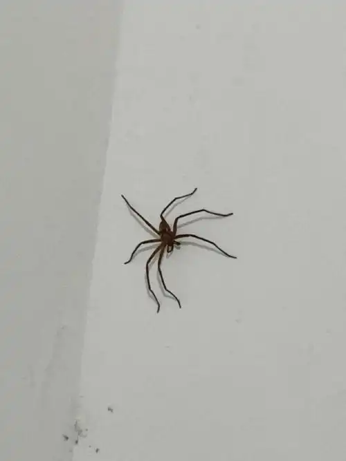 是白额高脚蛛吗?是,就不赶出去了.