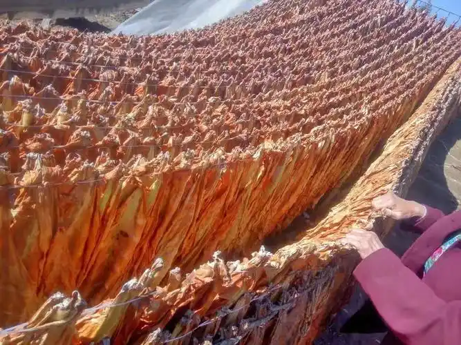 正宗亚布力旱烟叶烟丝烟沫与赵尚志抗日英雄的不解之缘