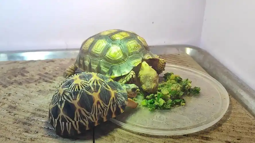 人工繁育辐射陆龟