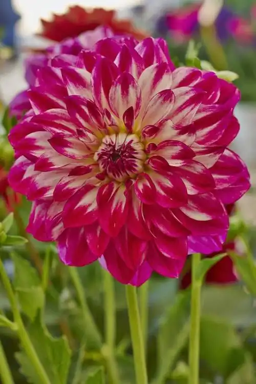 大丽花(dahlia pinnata cav.