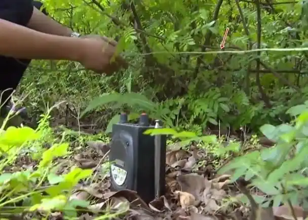 两名男子树林内播放鸟叫声,诱捕16只"二级保护动物"白腹锦鸡