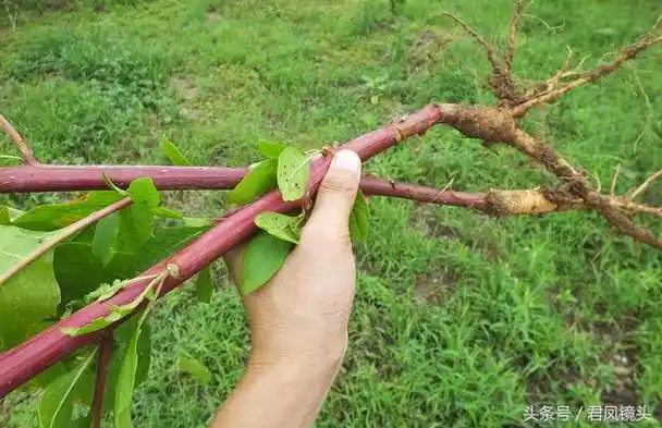 2017年7月9日,湖北宜昌市夷陵区官庄村,山间野生的中药材商陆(山萝卜