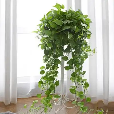 00:00大长藤绿萝吊兰垂吊植物盆栽室内大叶绿萝植物 360加大加长款带