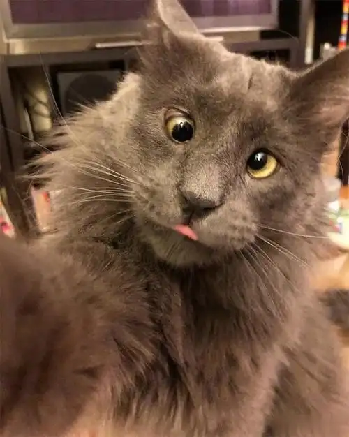 一只斗鸡眼的猫咪,看起来好逗啊