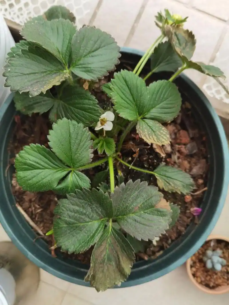 草莓苗叶子黑了,怎么回事 请教各位,有没有同等情况的,先是叶子黑边