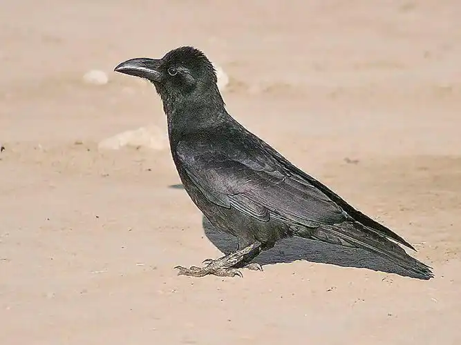 jungle crow,学名:corvus culminatus),是雀形目鸦科鸦属的鸟类