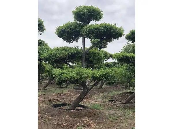 产品中心 - 河南卫矛造型