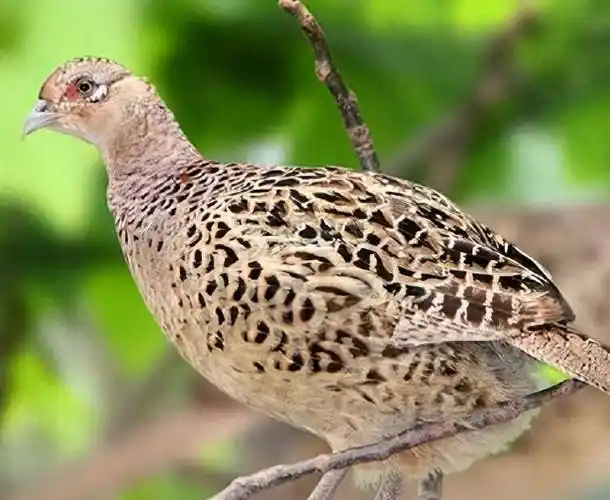 农民直言:真惹不起!_野味_母鸡_公鸡