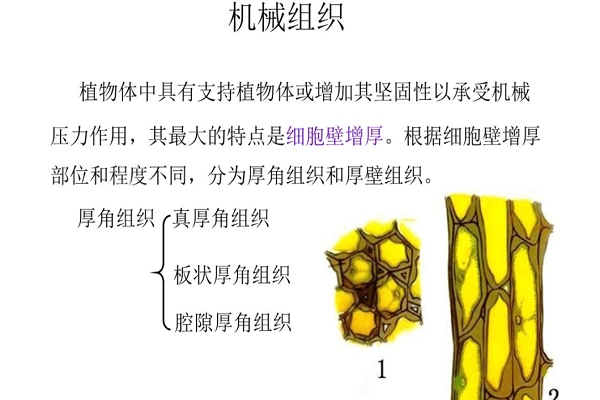 植物的机械组织