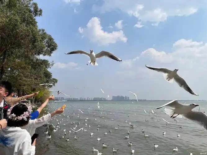 多彩云南,昆明滇池海埂公园之旅-爱卡汽车网论坛