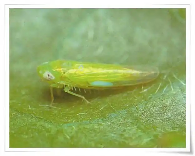 高清茶小绿叶蝉