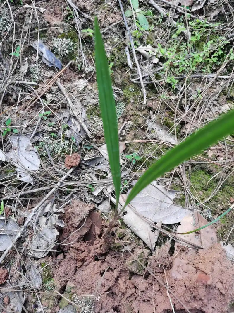 被称为壮阳草的仙茅,又名地棕,有明目益筋骨之功效,可治五劳七伤,吃"