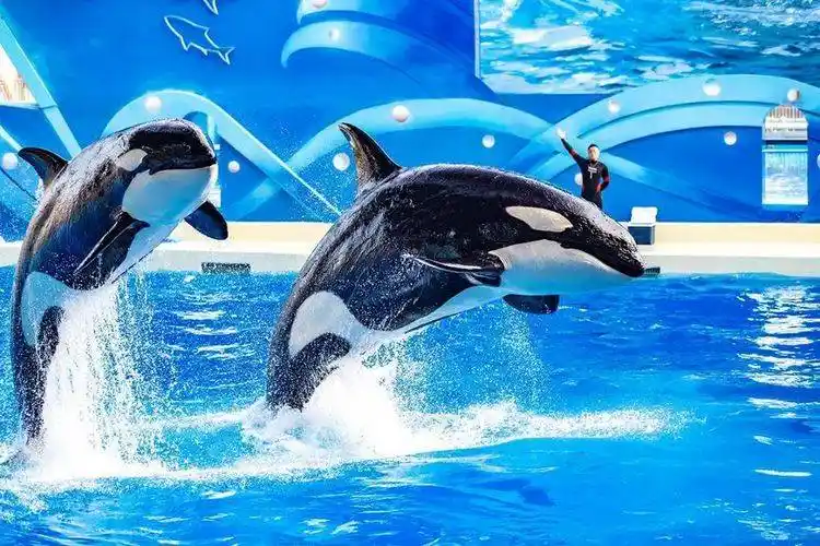 住海豚房,享专属乐园通道,两日无限次进出海昌海洋公园畅玩,vip级遛娃