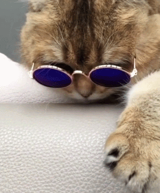 猫咪墨镜老大好酷gif动图_动态图_表情包下载_soogif